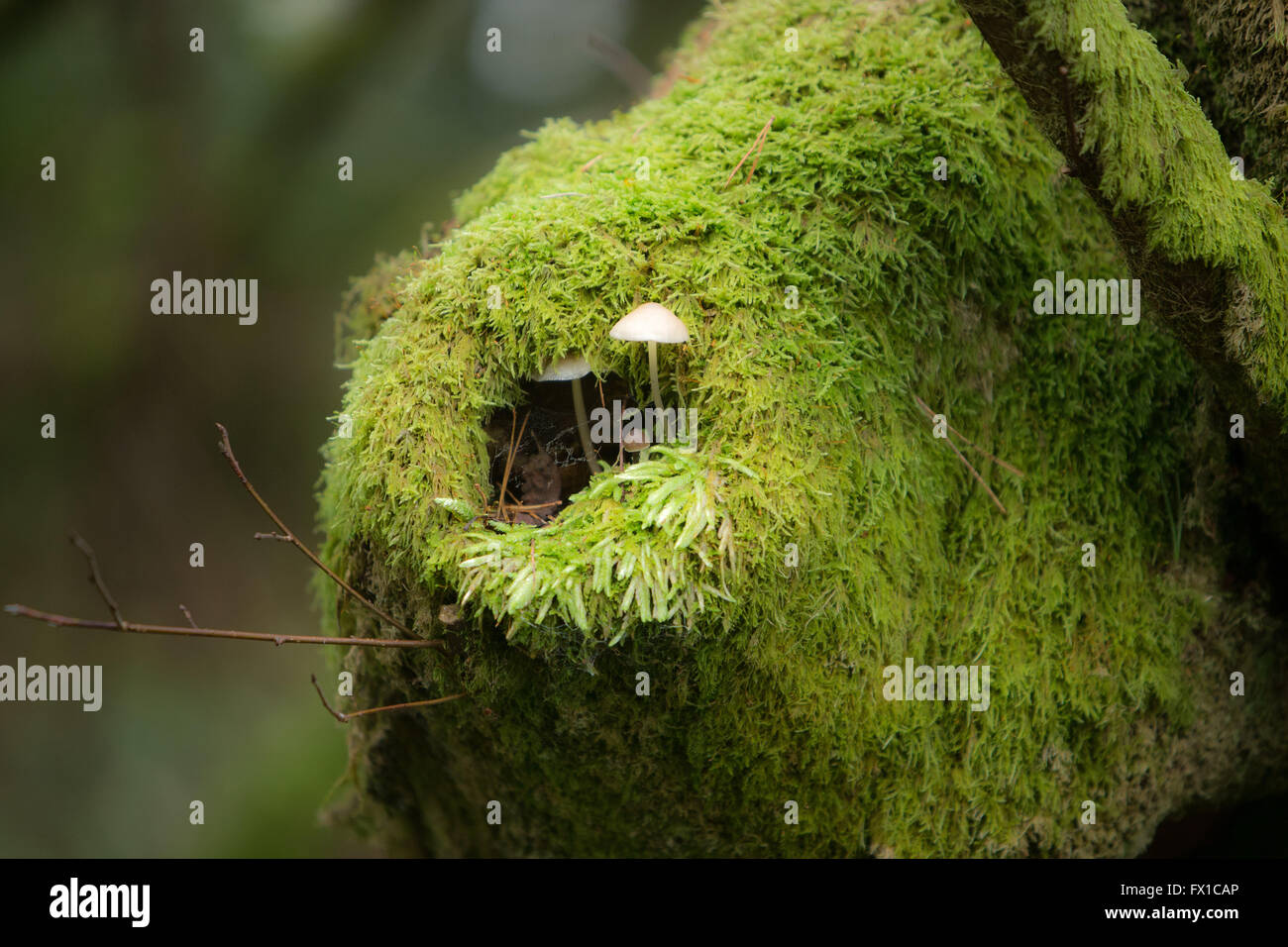 Pilzzucht aus Moos am Baum stumpf Strathyre Cowal & Trossachs Stockfoto