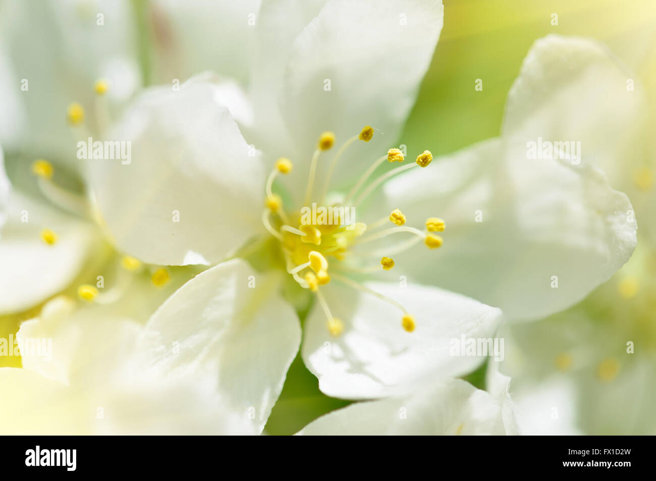 Frühling Blumen Makro-Ansicht. Flachen tiefen Schwerpunkt Stockfoto