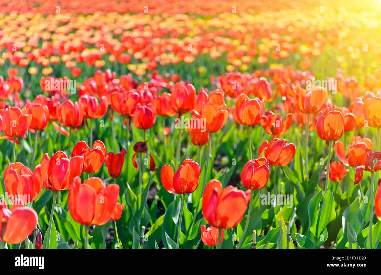 Tulpenfeld Frühling Blumen unter Sonnenstrahlen Stockfoto