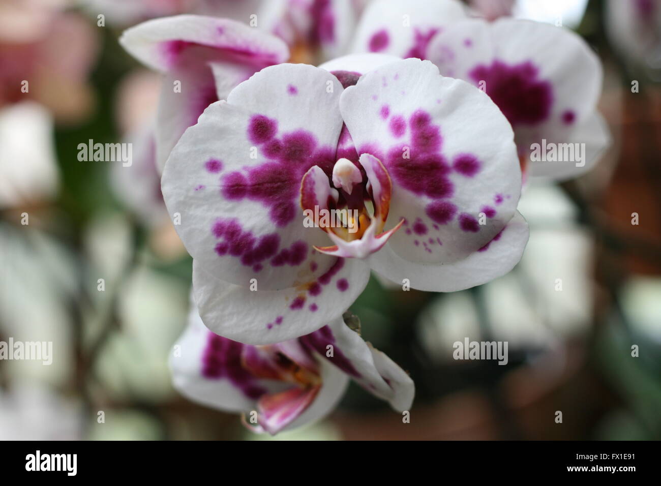 einzigartige lila und weiße Orchidee Stockfoto