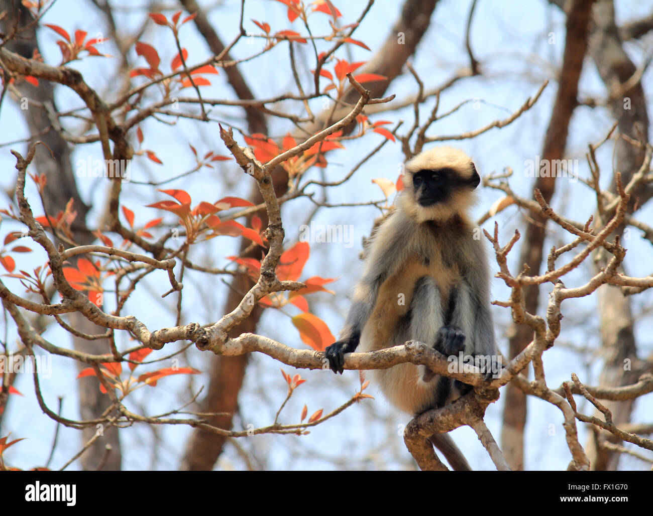 Grau-Languren an der Yellapur Straße, Karnataka, Indien Stockfoto