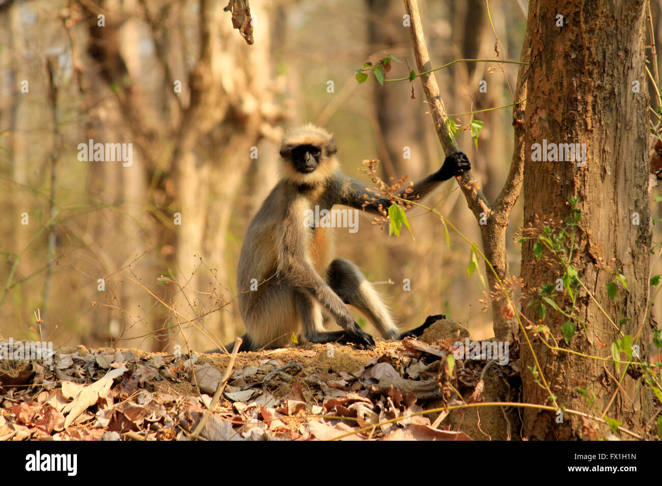 Grau-Languren an der Yellapur Straße, Karnataka, Indien Stockfoto