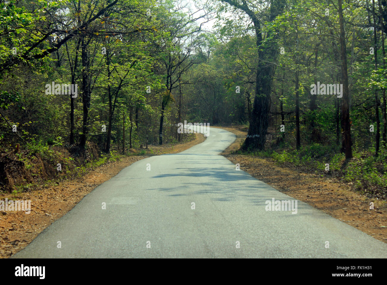 kurvige Straßen an der Yellapur Bankapur Straße. Karnataka. Stockfoto