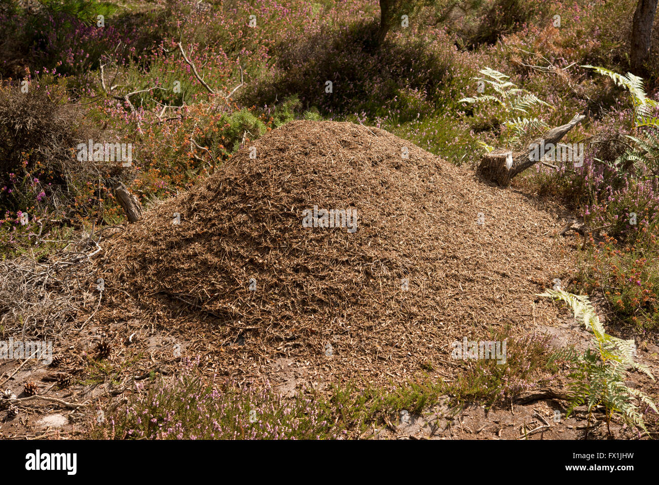 Nest-Hügel aus Holz Ameise Formica rufa Stockfoto
