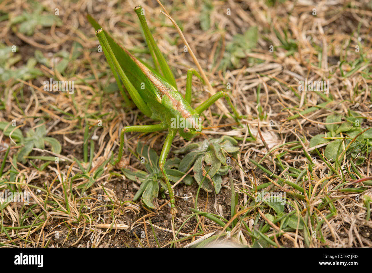 Große grüne Bush Cricket Tettigonia Viridissima auf dem Boden Stockfoto