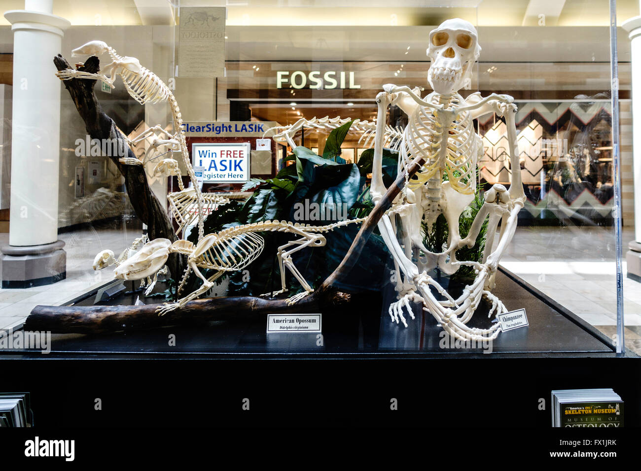 Mann aus Fossilien auf dem Display in einem Einkaufszentrum in Oklahoma City, Oklahoma, USA. Stockfoto