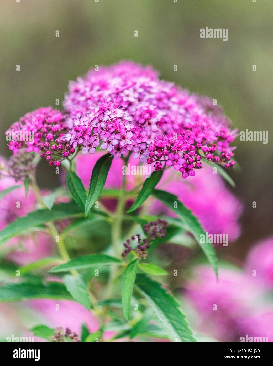 Japonica strauch Fotos und Bildmaterial in hoher Auflösung Alamy