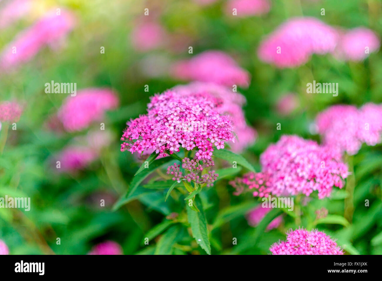 Spiraea japonica Fotos und Bildmaterial in hoher Auflösung Alamy