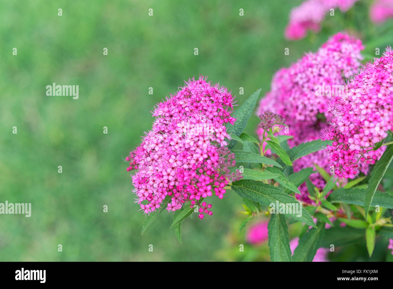 Spiraea japonica Fotos und Bildmaterial in hoher Auflösung Alamy