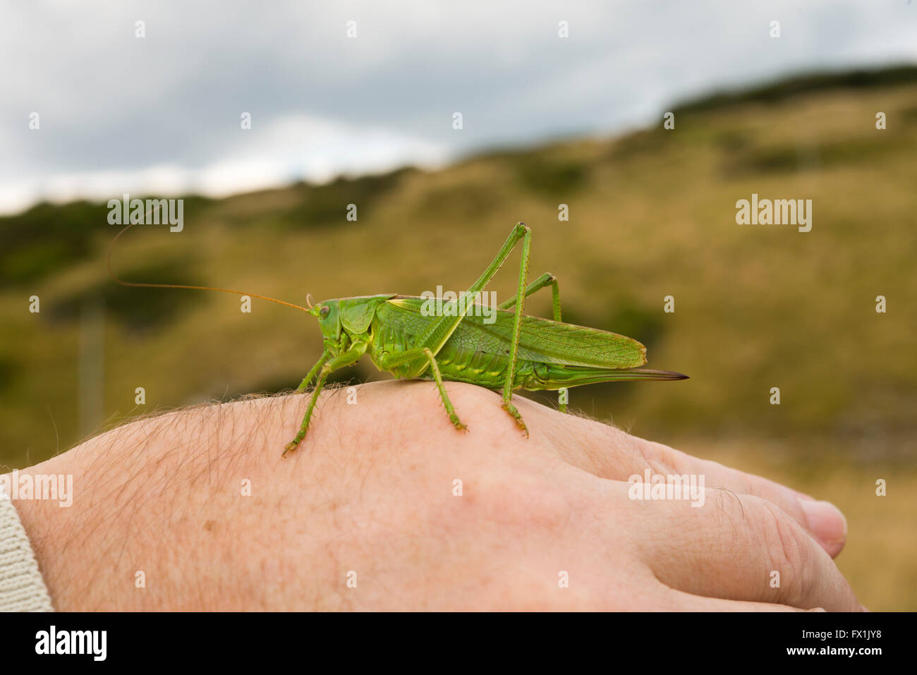 Weibliche Great Green Bush Cricket auf meine hand Stockfoto