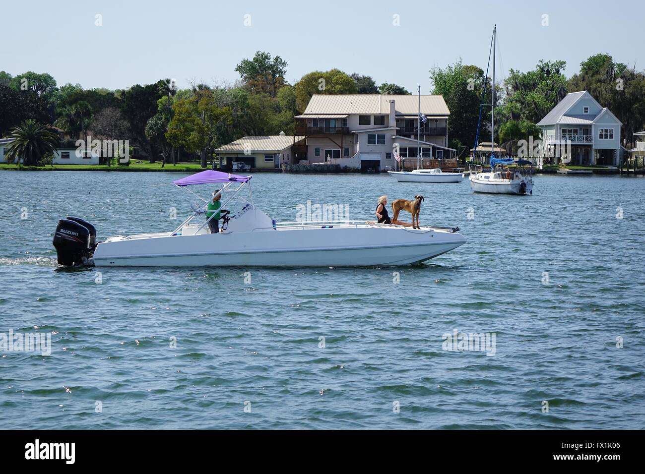 Blonde Frau und Hund thront auf einem Motorboot in Kings Bay, Crystal River, Florida Stockfoto