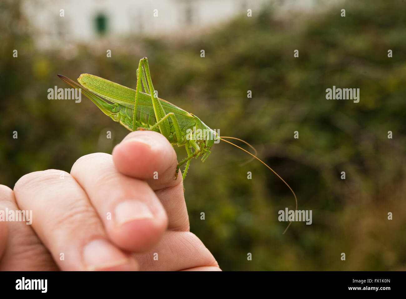 Große grüne Bush Cricket auf einer hand Stockfoto
