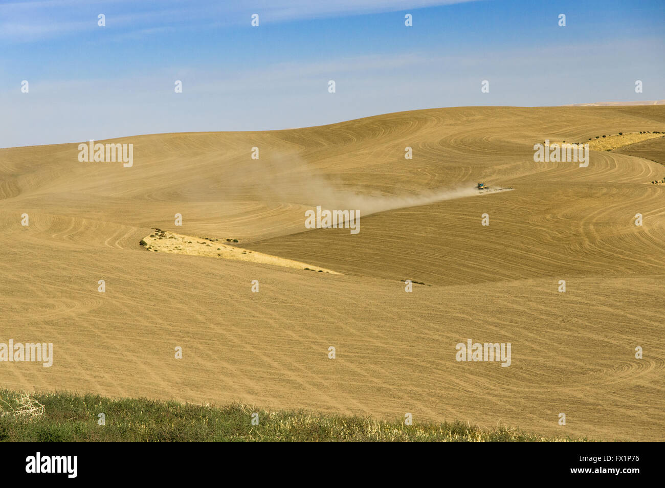 Trockengebieten Bauernhof mit Sommerweizen gepflanzt.  Eastern Washington Stockfoto