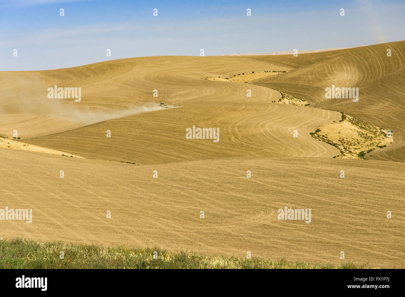 Trockengebieten Bauernhof mit Sommerweizen gepflanzt.  Eastern Washington Stockfoto