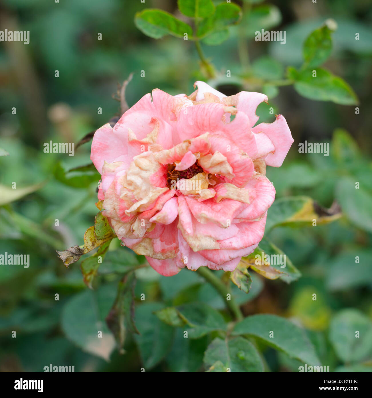 Alte und welke Rose am Baum Stockfoto