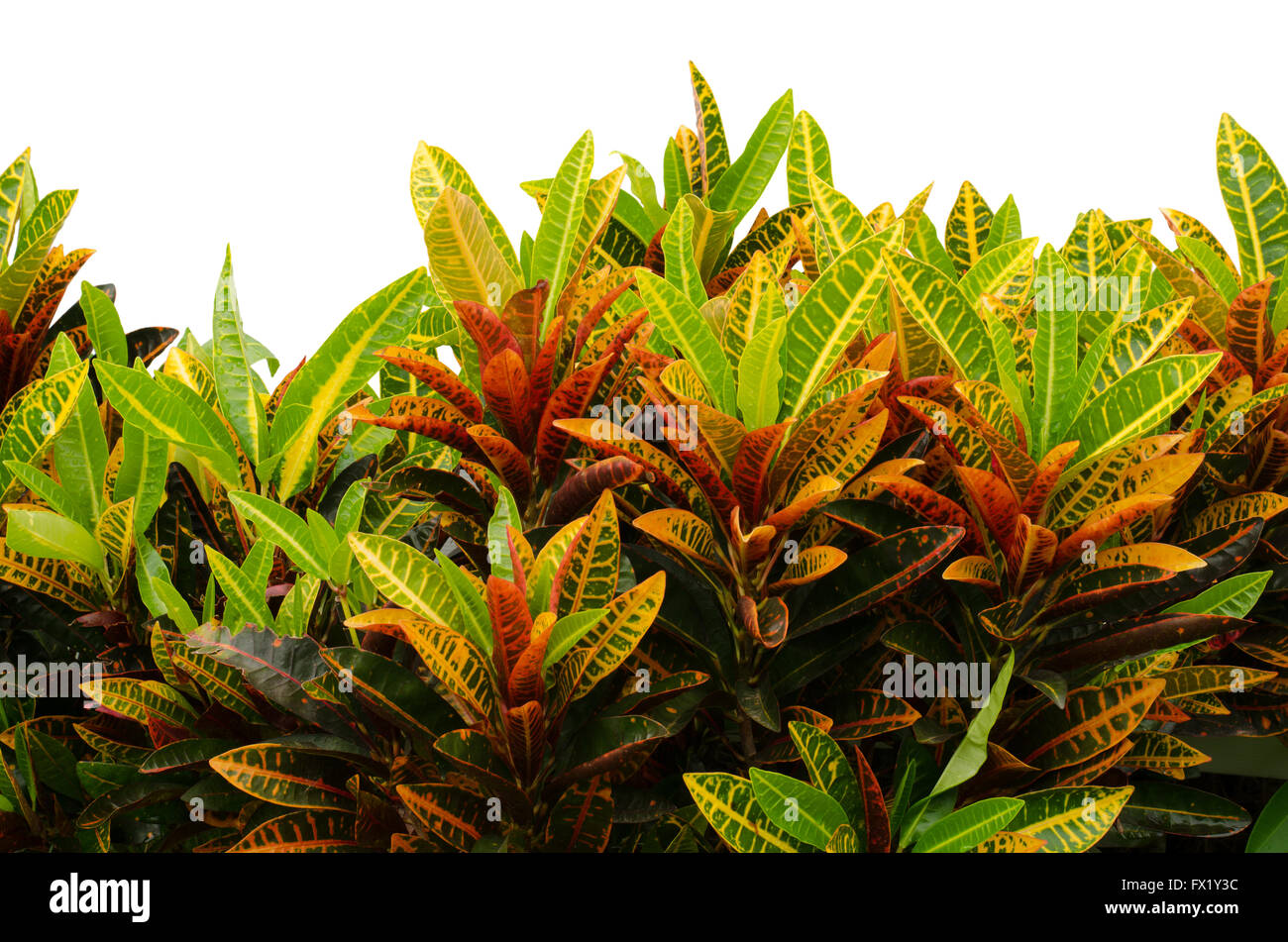 Codiaeum Variegatum verlässt isolierten auf weißen Hintergrund Stockfoto