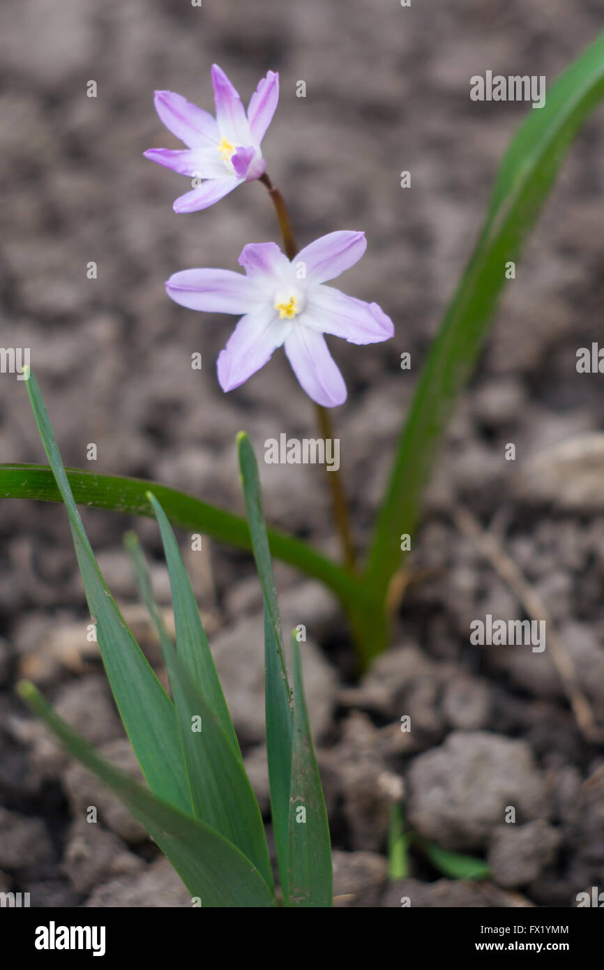 Blumen im frühen Frühling, Chionodoxa, Scilla luciliae Stockfoto