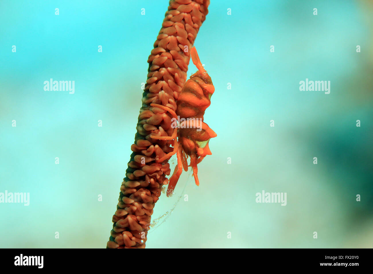 Nahaufnahme einer Koralle Rote Peitsche Garnelen (Dasycaris Zanzibarica) auf eine Peitsche Koralle. Dampier-Straße, Raja Ampat, Indonesien Stockfoto