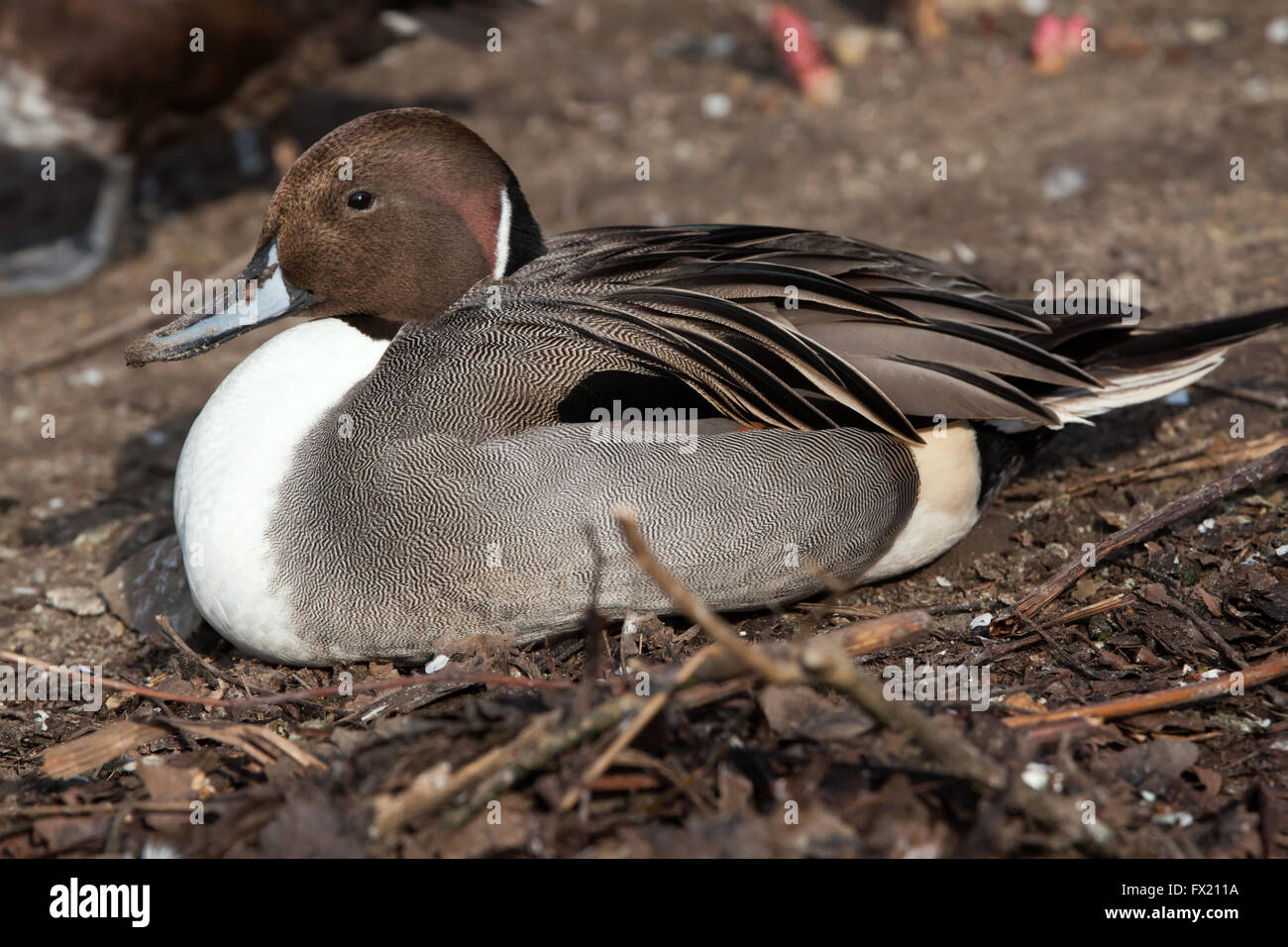 Nördliche Pintail (Anas Acuta) im Zoo von Budapest in Budapest, Ungarn. Stockfoto