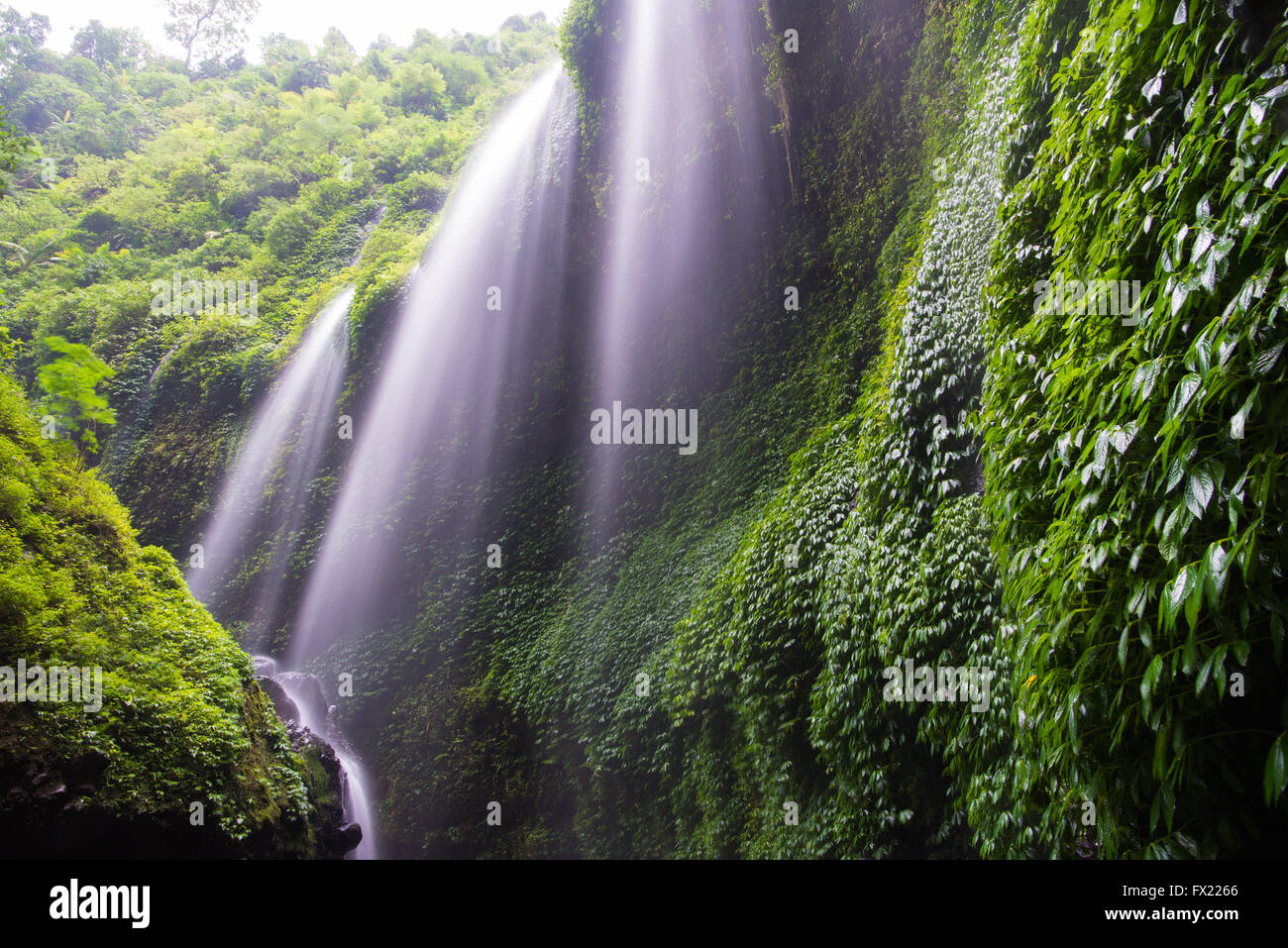 Madakaripura Wasserfall, Java, Indonesien Stockfoto