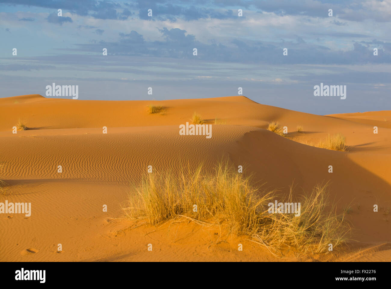 Pflanzen in Sanddünen in der Wüste Sahara, Merzouga, Marokko Stockfoto