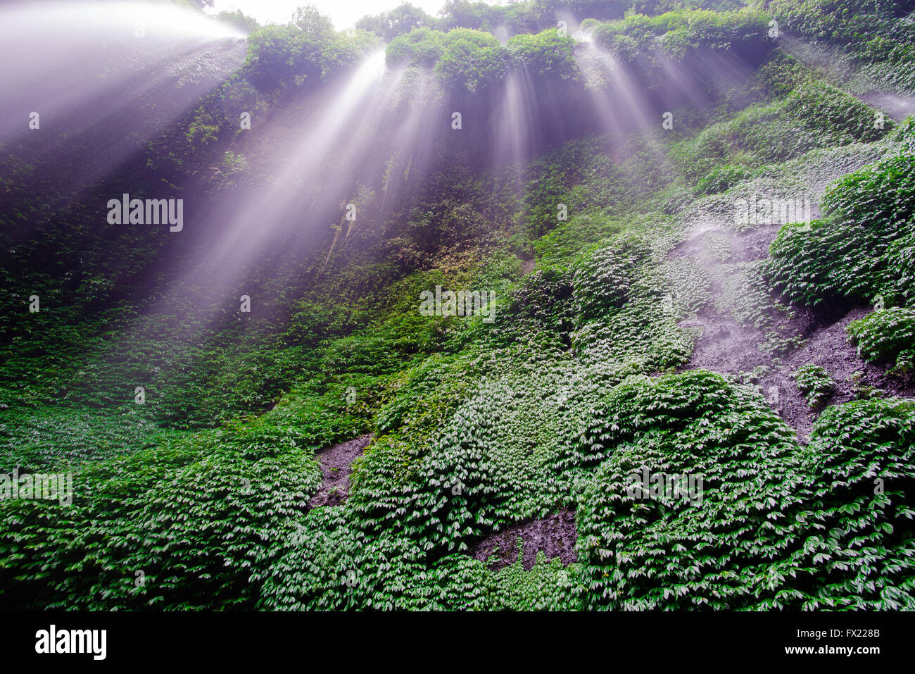 Madakaripura Wasserfall, Java, Indonesien Stockfoto