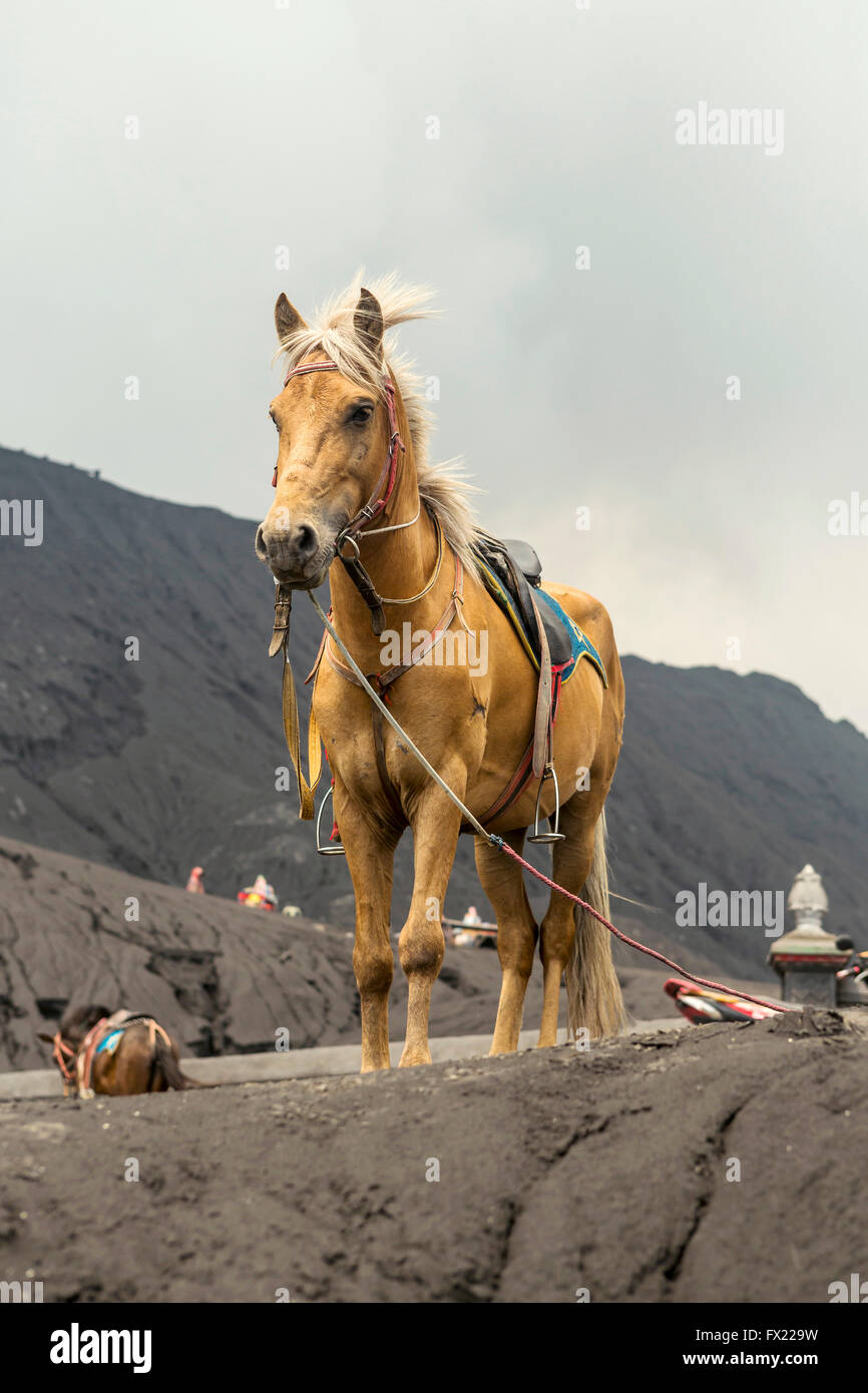 Grey Horse vor Bergen in der Nähe von Vulkan Bromo, Java, Indonesien Stockfoto