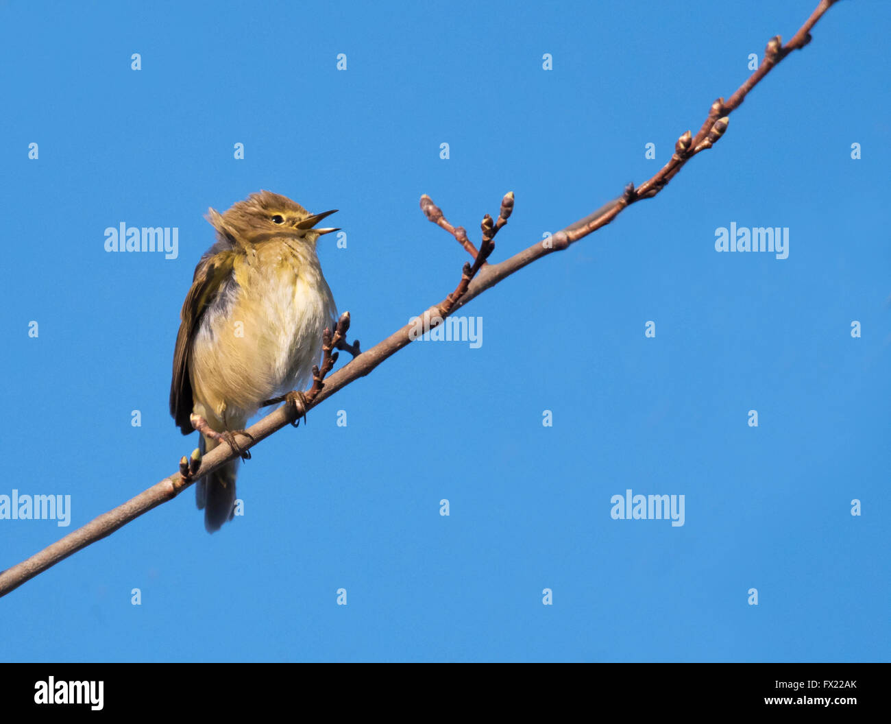 Gemeinsamen Zilpzalp (Phylloscopus Collybita) singt in der Frühlingssonne Stockfoto