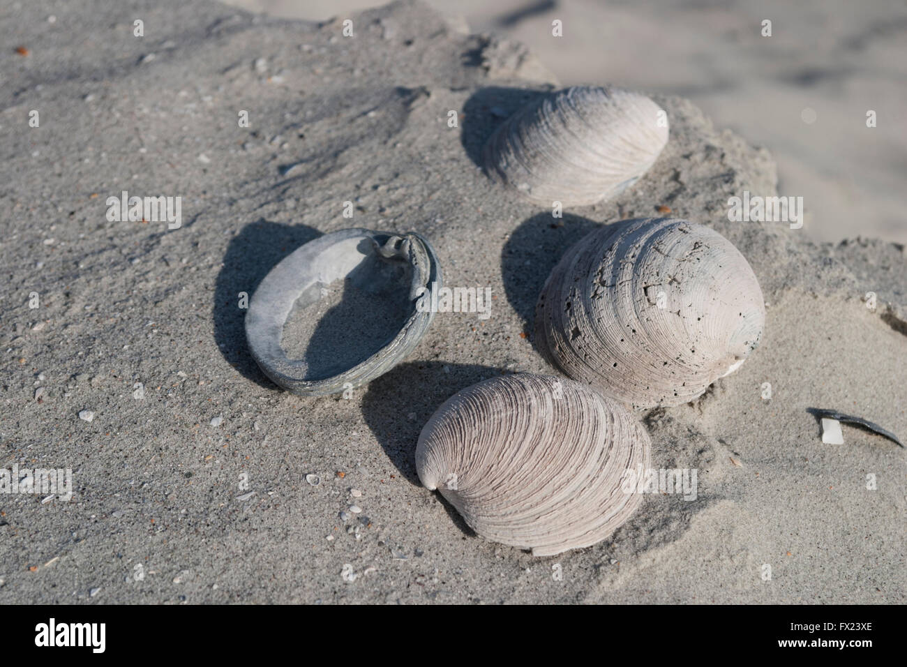 KAPUTTE MUSCHELN AM STRAND, MYRTLE BEACH, SOUTH CAROLINA, USA - DEZEMBER 2009. Stockfoto