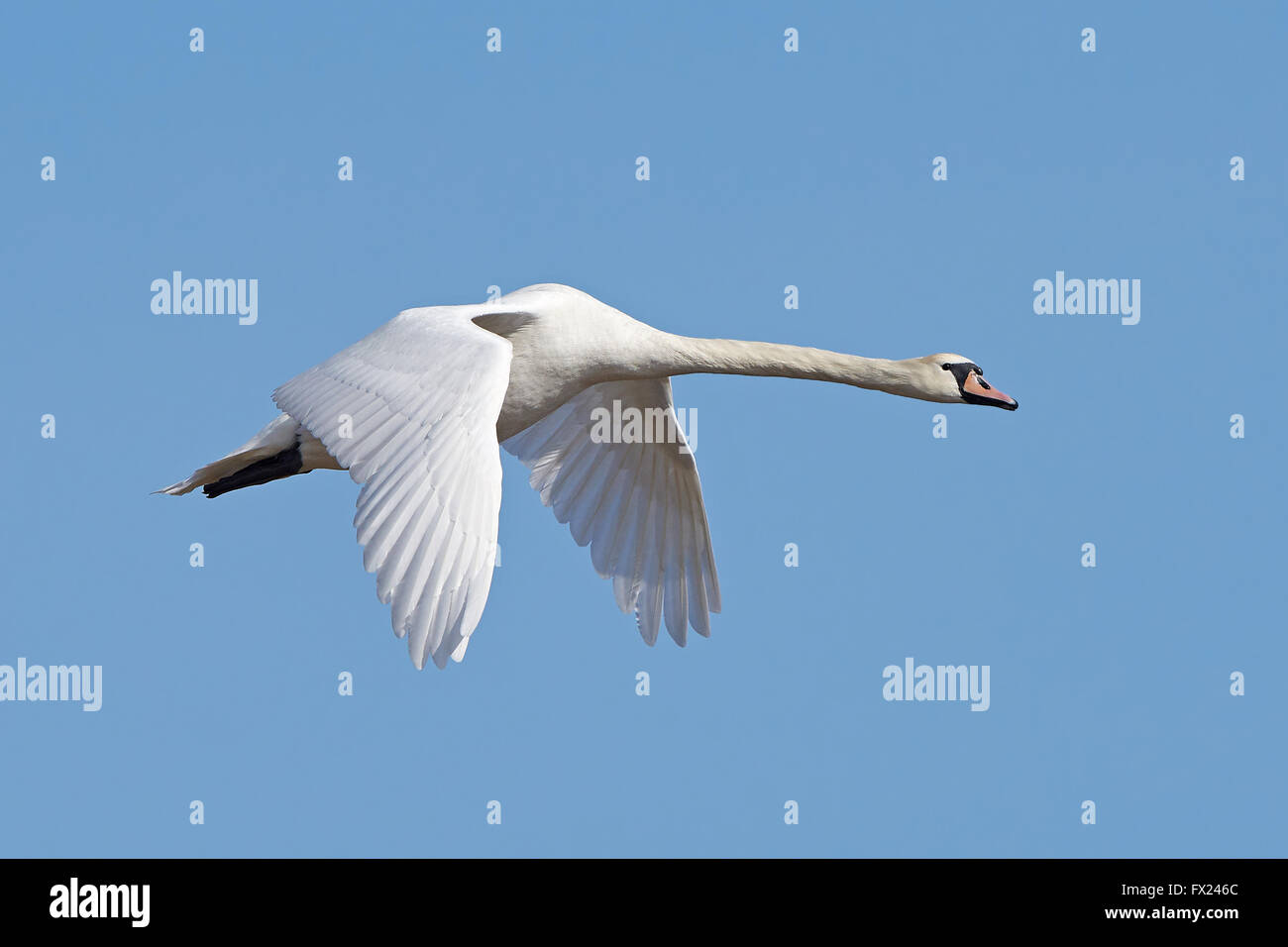 Höckerschwan im Flug mit blauem Himmel im Hintergrund Stockfoto Höckerschwan im Flug mit blauem Himmel im Hintergrund Stockfoto