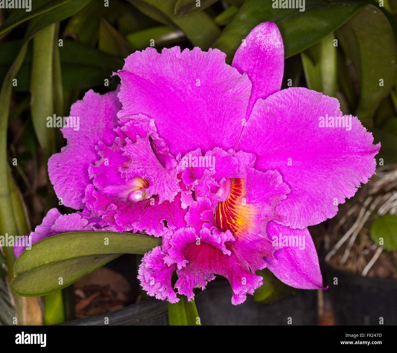 Spektakuläre große lebendige Magenta pink / lila duftenden Blume von Cattleya Orchidee mit Rüschen eingefasst, Blüten auf dunklem Hintergrund Stockfoto