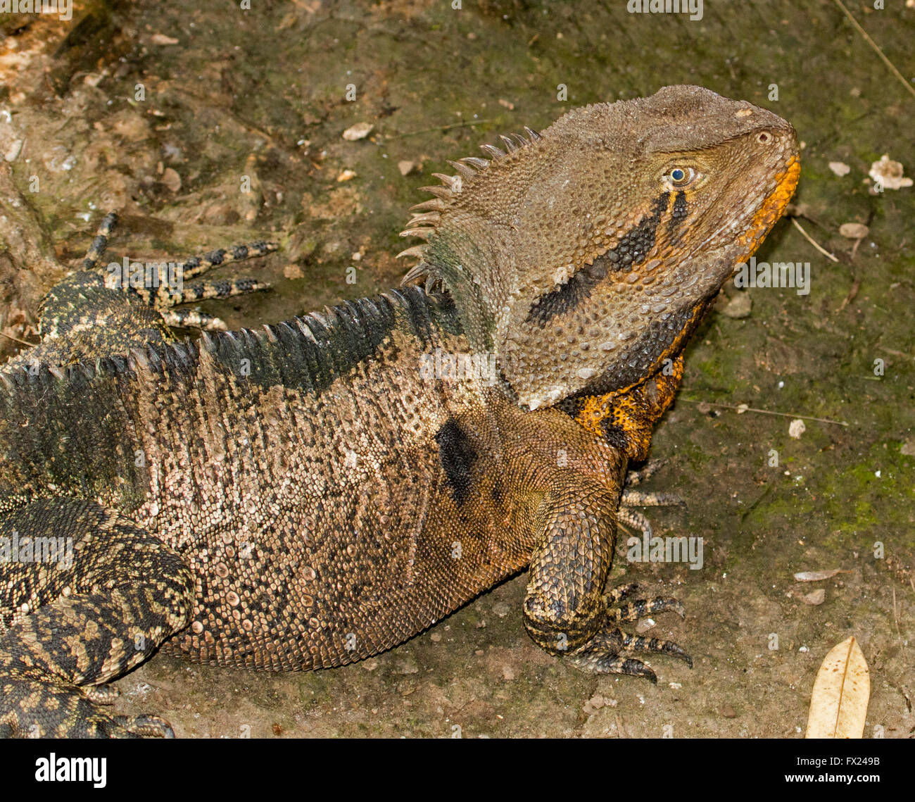 Nahaufnahme des australischen östlichen Wasser Drache Eidechse Physignathus Lesueurii mit stacheligen Rücken, orange Kehle und helles Auge Stockfoto