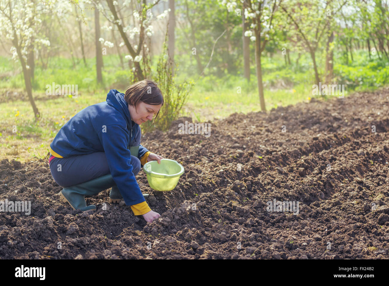 Frau seeding Zwiebeln in Bio-Gemüsegarten, junge Erwachsene weibliche Pflanzen Samen in den Ackerboden. Stockfoto