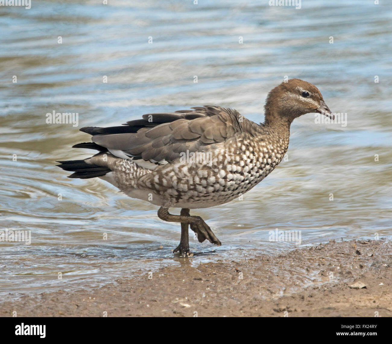 Schöne braun gesprenkelt weibliche australische Brautente Chenonetta Jubata waten am Rand des flachen blauen Wasser des Sees im Stadtpark Stockfoto