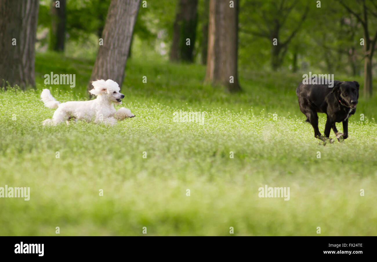 Weißer Pudelhund läuft auf der grünen Wiese im Frühling Stockfoto