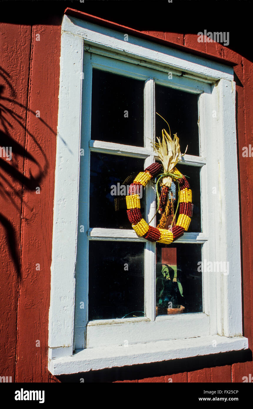 Herbstfenster Dekoration von Nahaufnahme bunten indischen Maiskranz auf einem roten Holzgarten Schuppen pt Fenster, New Jersey, USA, Amerika, Halloween-Kranz Stockfoto