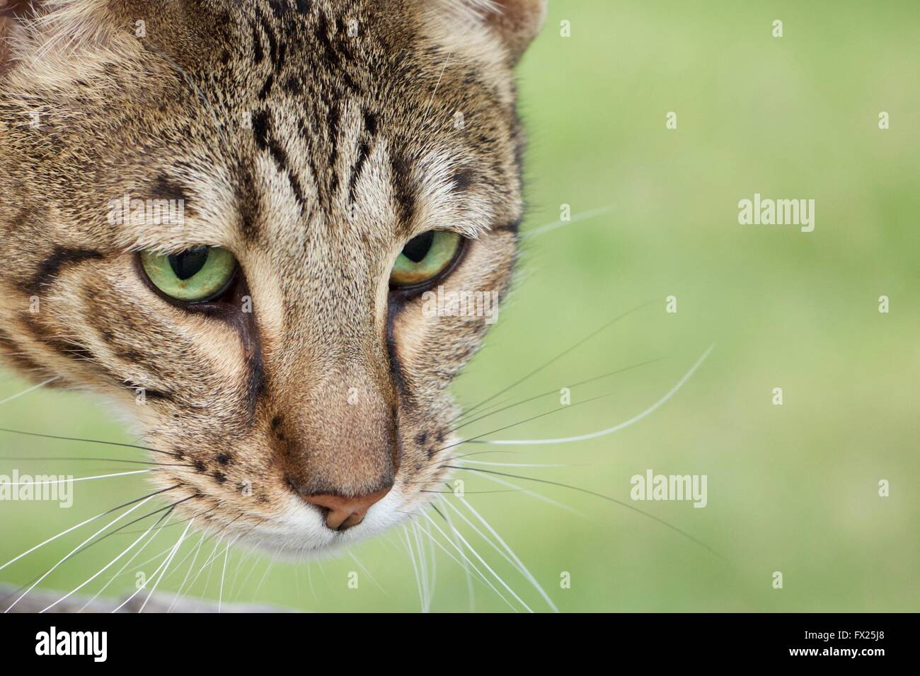 Savannah-Katze mit grünen Augen. Stockfoto