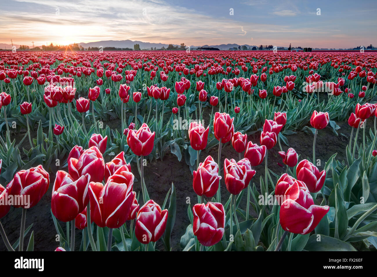 Reihen von roten und weißen Tulpen, Mount Vernon, Skagit Valley, Skagit County, Washington, USA Stockfoto