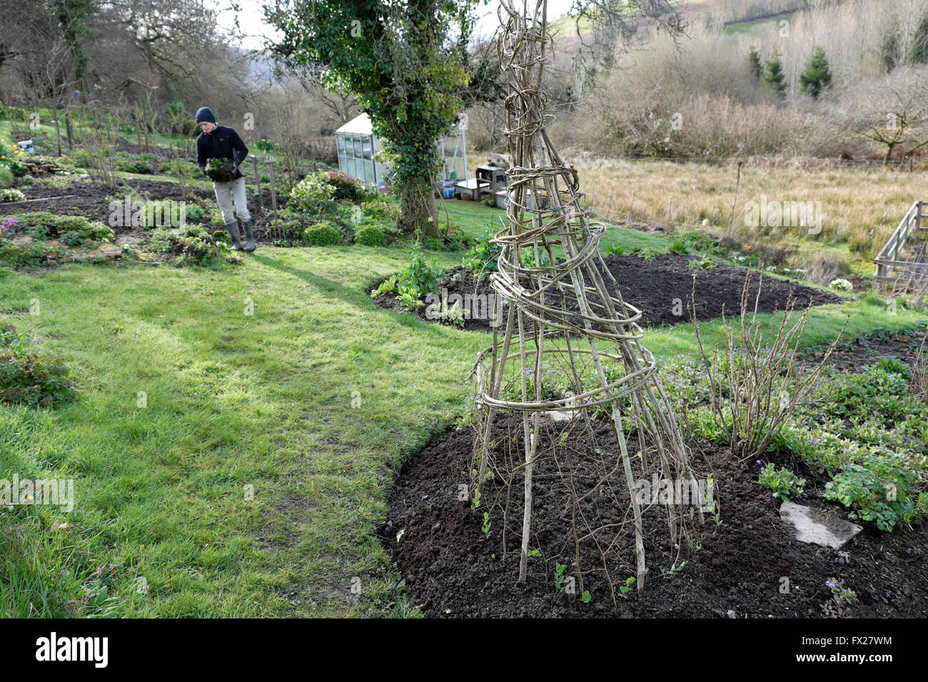 Willow Hölzchen bilden ein Wigwam für wachsende Zuckererbsen und Frau in einem Garten im April Frühling Carmarthenshire West Wales UK KATHY DEWITT Stockfoto