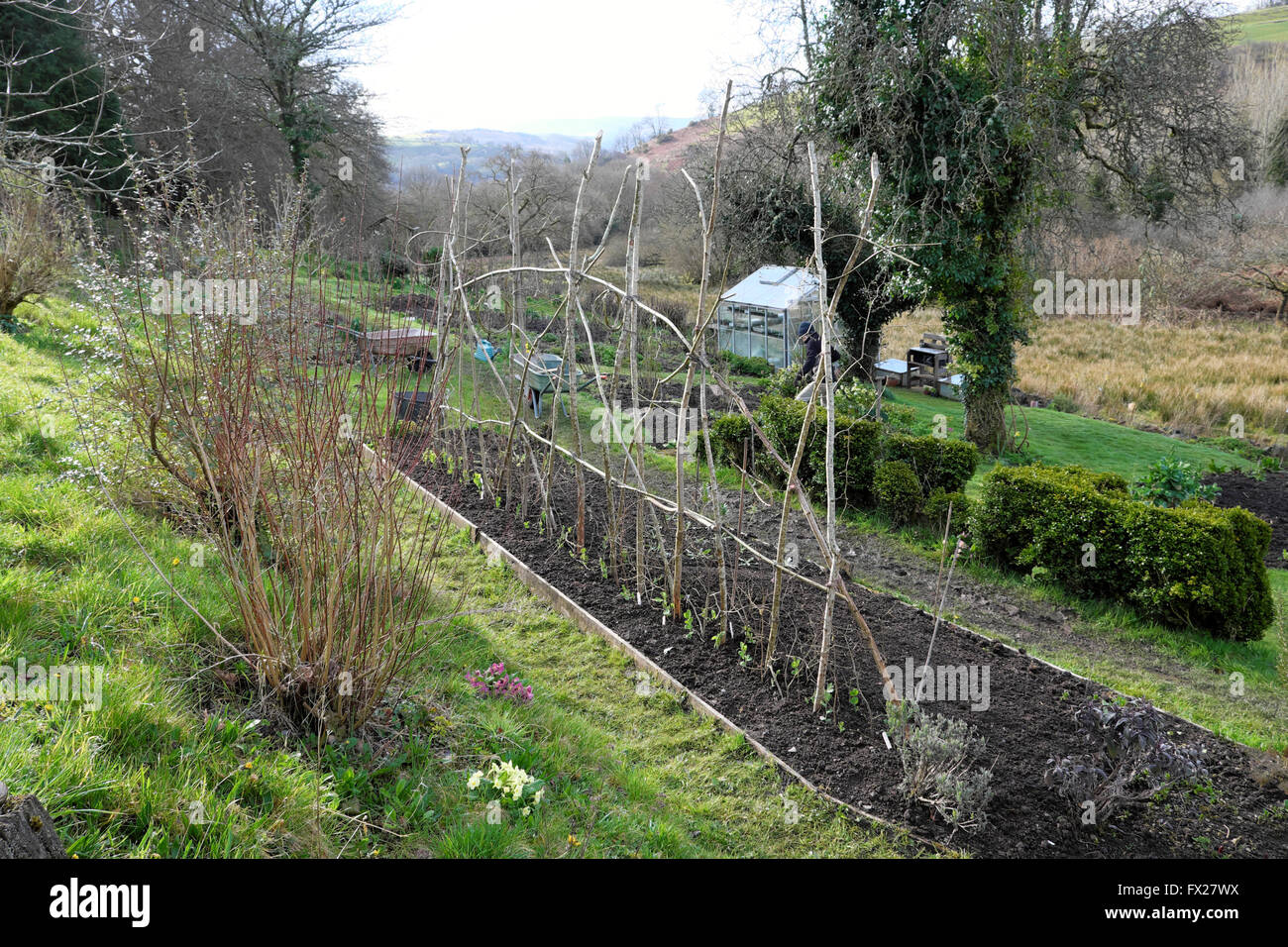 Erbse klebt Form einen Rahmen für die Unterstützung von Bepflanzung Erbsen in einem Gemüsegarten im Frühjahr im ländlichen Wales UK KATHY DEWITT Stockfoto