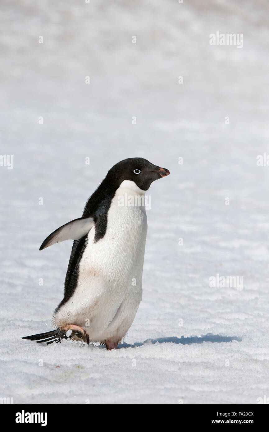 Adelie Penguin (Pygoscelis Adeliae), Paulet Island, Erebus und Terror Golf, antarktische Halbinsel Stockfoto