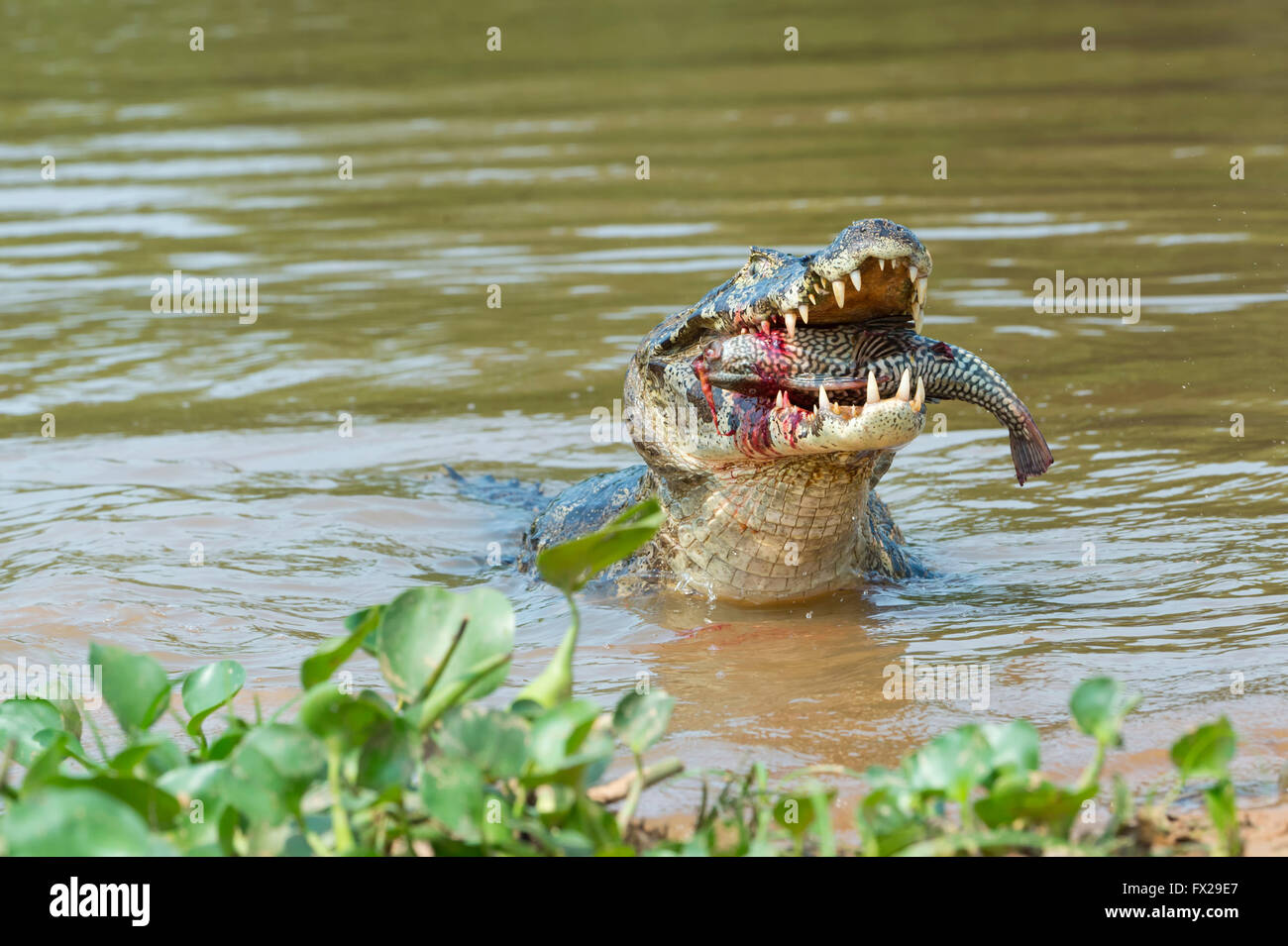 Yacare Kaiman (Caiman Yacare) verschlingt ein Fisch, Cuiaba River, Pantanal, Brasilien Stockfoto