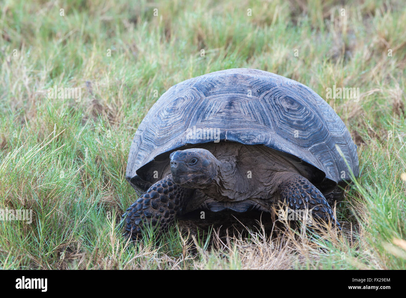 Bahia Urvina, Isabela Island, Galapagos, Ecuador, Galapagos-Riesenschildkröte (Geochelone Elephantophus Vandenburgi) Stockfoto