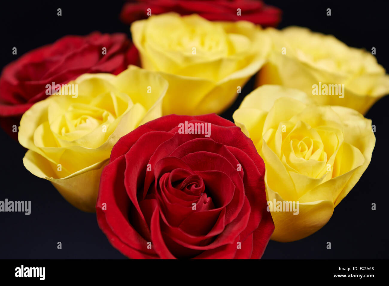 Rote und gelbe Rosen auf schwarzem Hintergrund Stockfoto