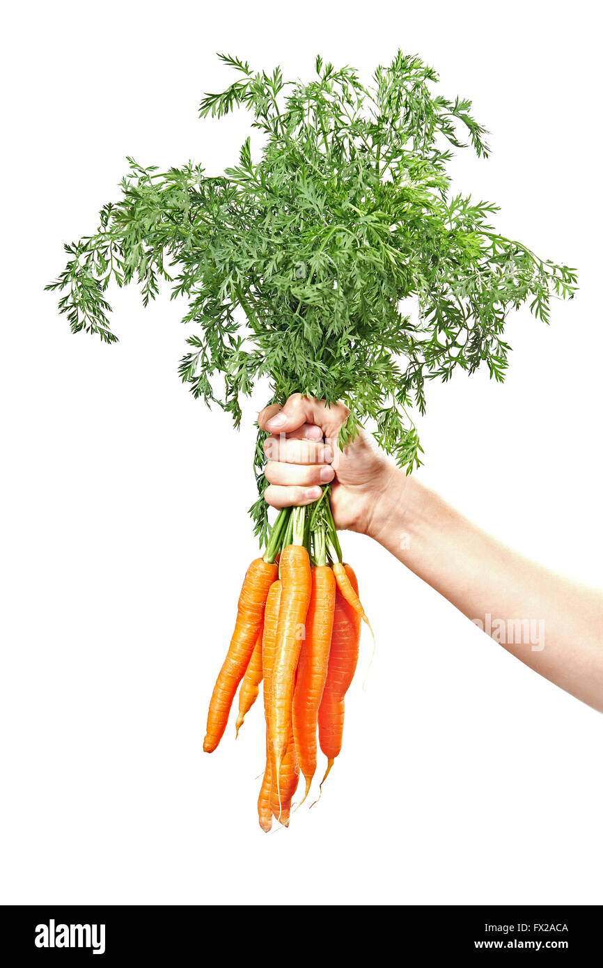Hand, die rohe frische Karotten, isoliert auf weiss Stockfoto