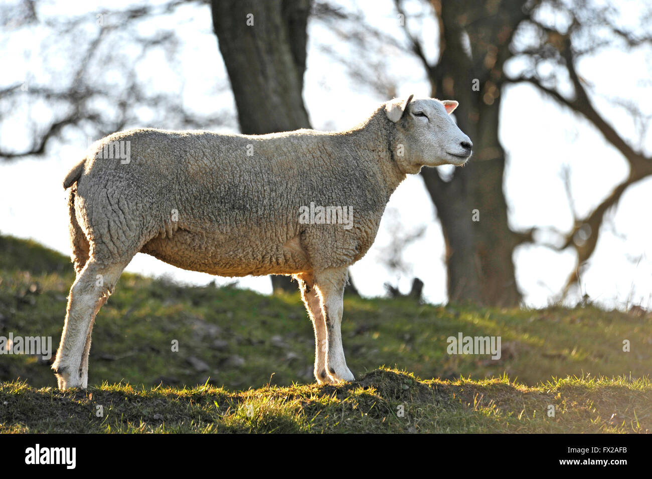 Inländische Schafe stehen in seinem natürlichen Lebensraum Stockfoto
