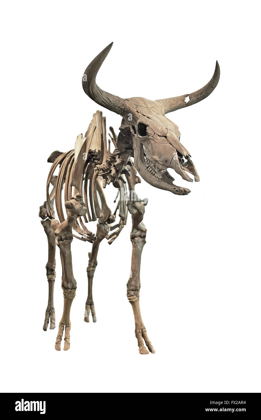 Das Skelett einer ausgestorbenen Auerochsen auf weißem Hintergrund Stockfoto