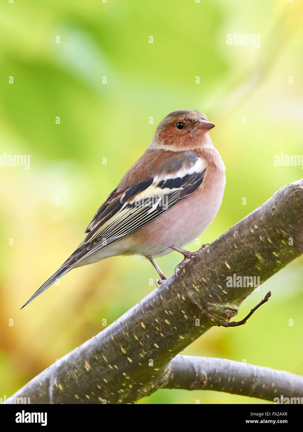 Buchfink ruht auf einem Zweig Int sein Lebensraum Stockfoto