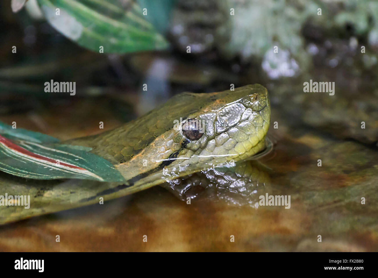 Große anakonda -Fotos und -Bildmaterial in hoher Auflösung – Alamy