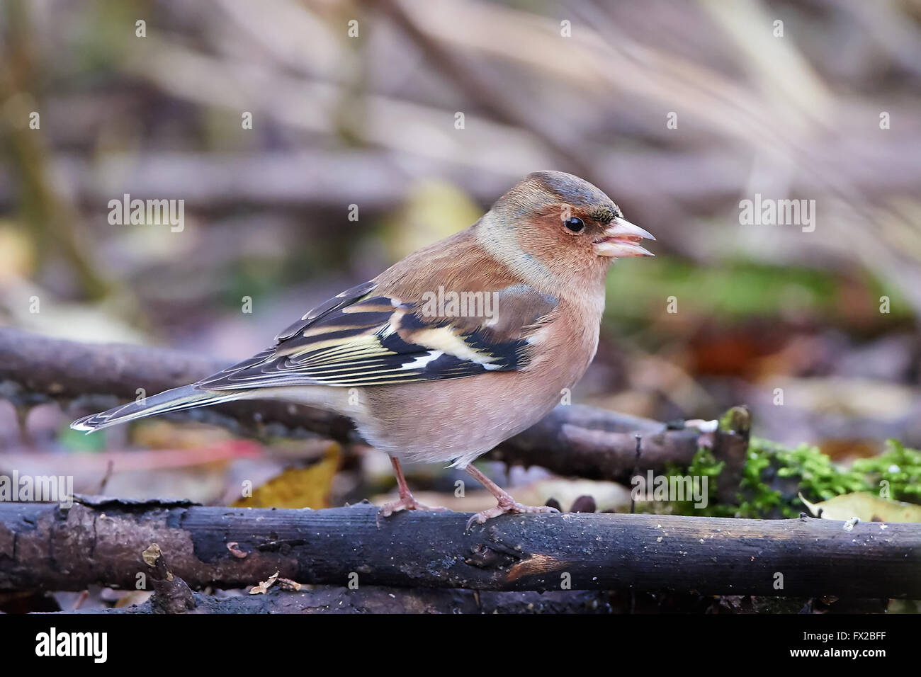 Buchfink ruht auf einem Ast in ihrem Lebensraum Stockfoto